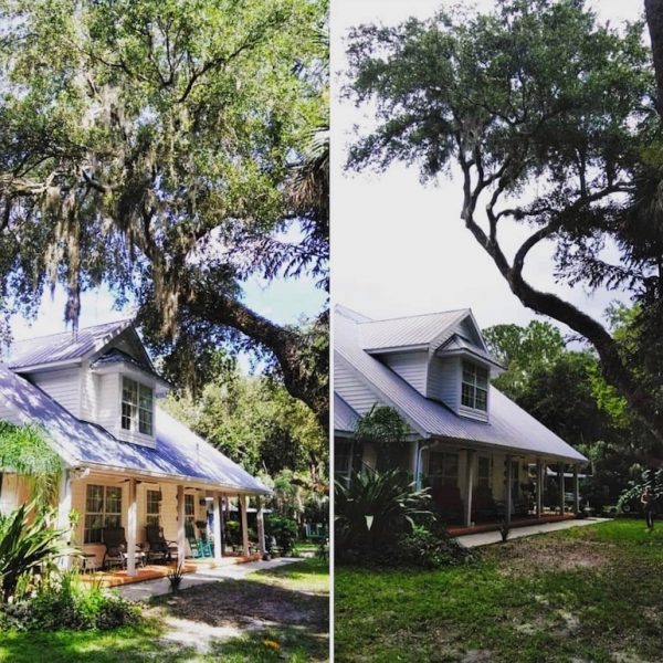 Oak Tree Trimming in Mt Plymouth by Kats Tree Service