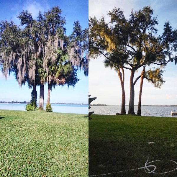 Tree Trimming Service in Tavares Florida