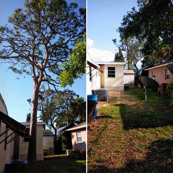 Pine Tree Removal in Tavares, FL