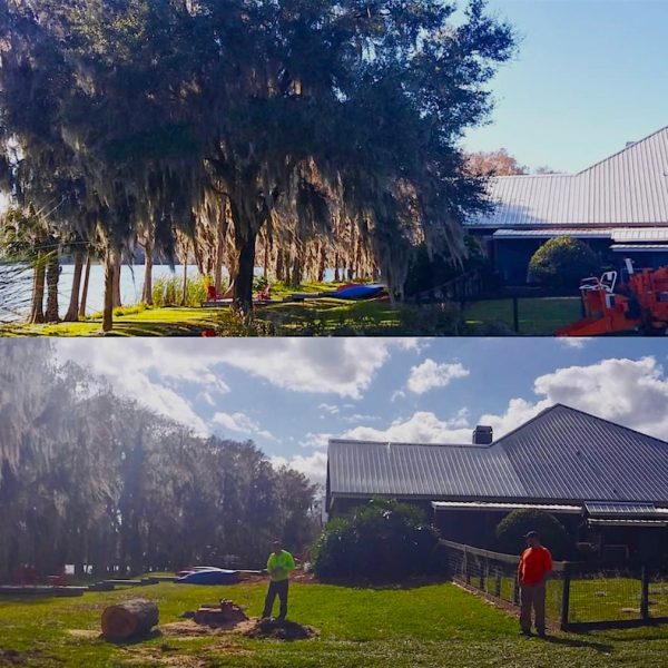 Oak Tree Removal in Eustis, FL by Kats Tree Service