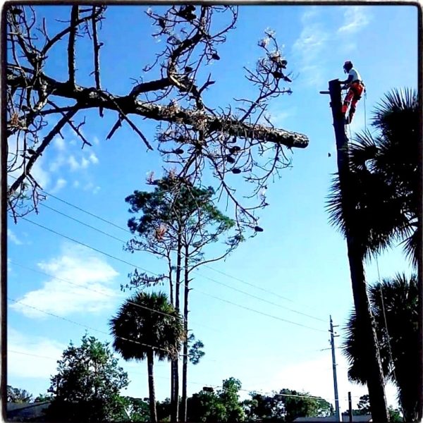 Pine Tree Removal in Sorrento, FL by Kats Tree Service