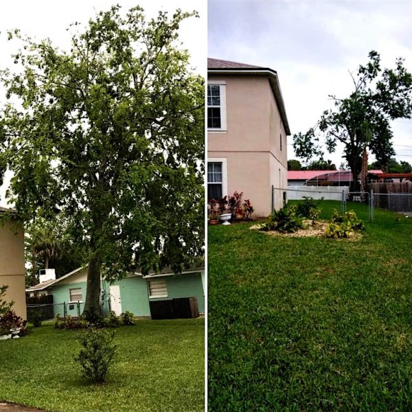 Sorrento, FL Tree Removal by Kats Tree Service