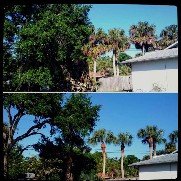 Tree Trimming Service in Eustis,FL