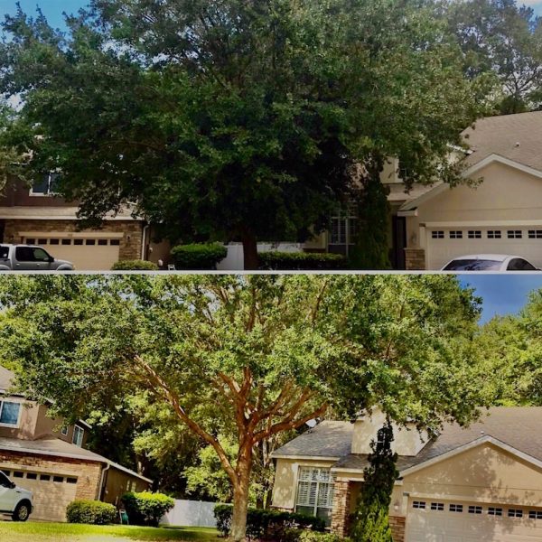 Oak Tree Trimming in Eustis,FL by Kats Tree Service