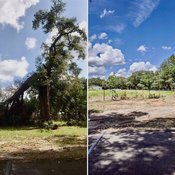 Storm Damaged Tree Removal in Eustis, FL by Kats Tree Service