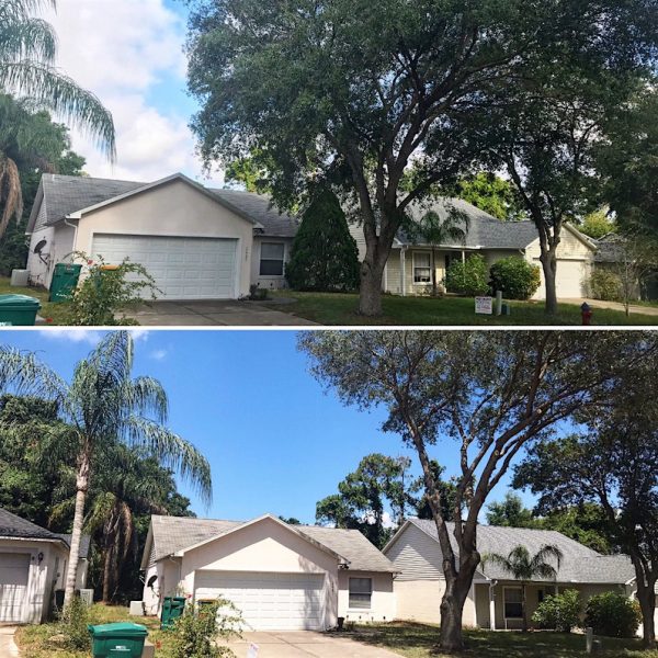 Oak Tree Trimming in Eustis,FL by Kats Tree Service