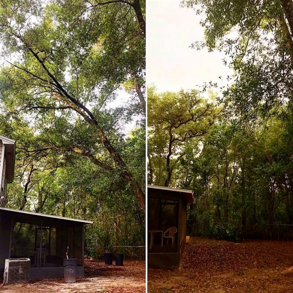 Hazardous Oak Tree Removal in Sorrento, FL