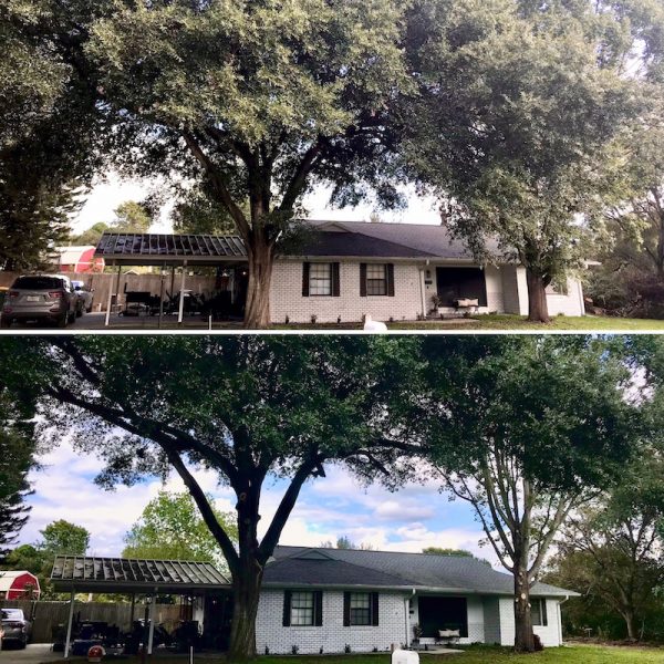 Tree Trimming Services in Sorrento, FL by Kats Tree Service