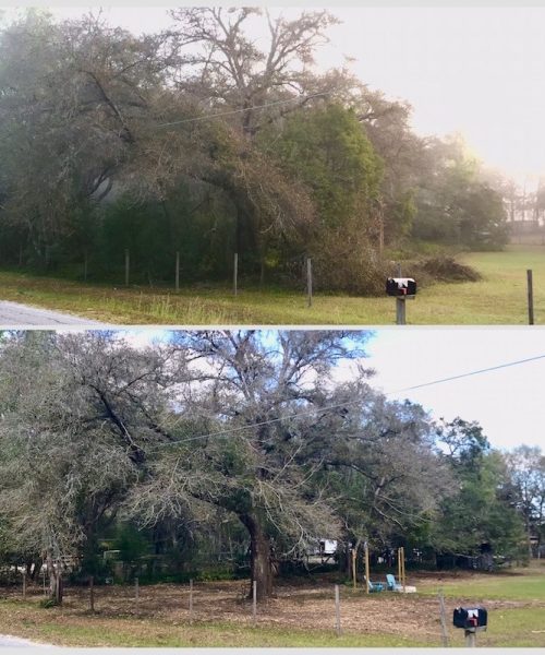 Central Florida Forestry Mulching