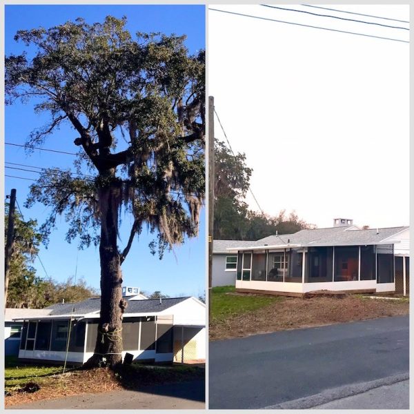 Mount Dora Tree Removal Services