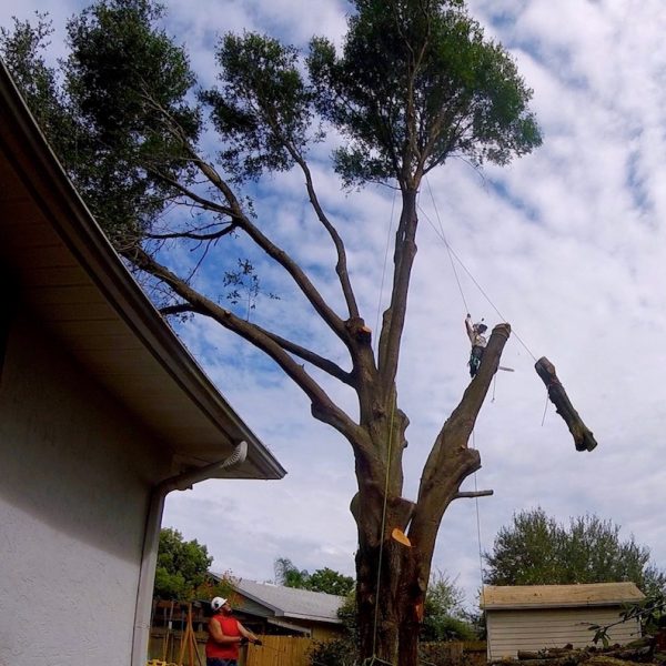 Tree Removal Services in Mount Dora, FL by Kats Tree Service