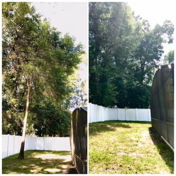 Oak Tree Removal Mt Plymouth, FL