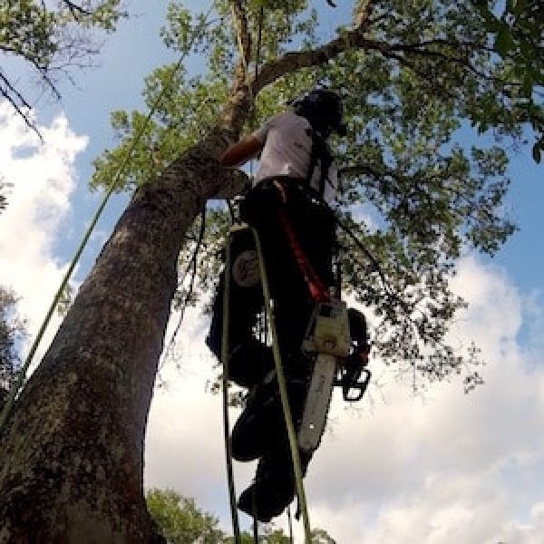 Tree Trimming in Sorrento Florida