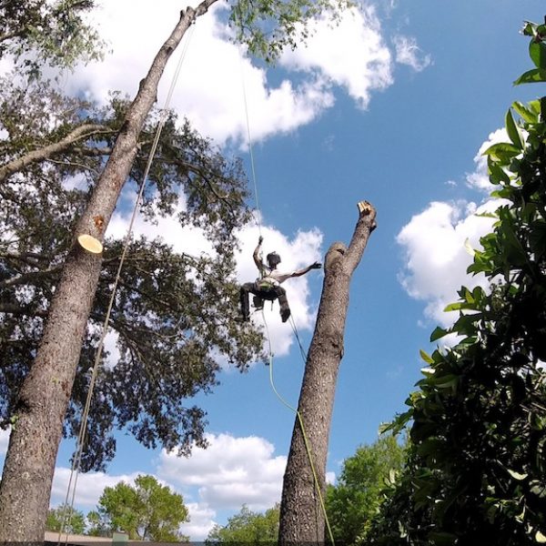 Tree Removal Service in Mount Dora Florida