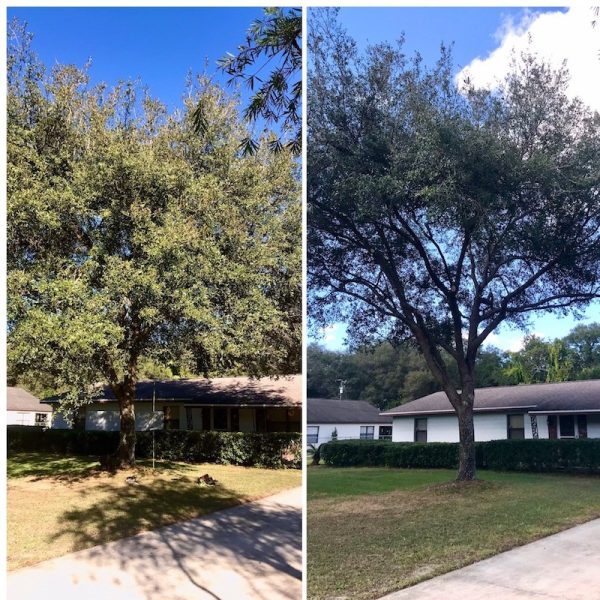 Tree Trimming in Mt Dora, FL