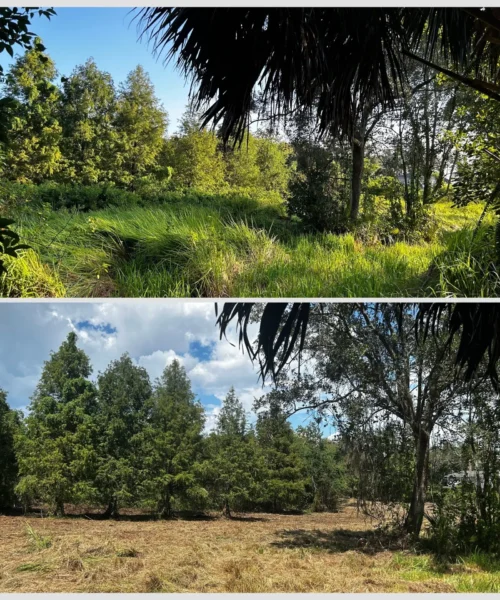 Forestry Mulching in Winter Garden, FL