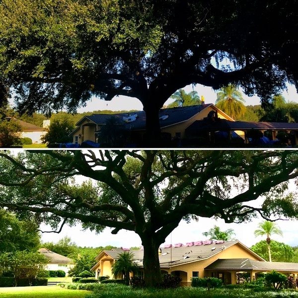 Tree Trimming in Sorrento Florida by Kats Tree Service